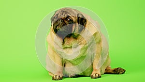 Cute pug dog on green background, chromakey. Adorable domestic pug dog sitting on green background in studio and looking