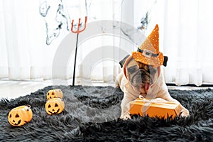 Cute pug dog with halloween costume party at home