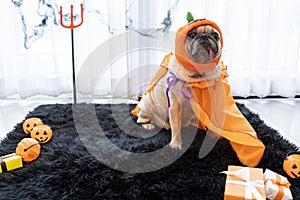 Cute pug dog with halloween costume party at home