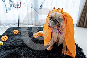 Cute pug dog with halloween costume party at home. Tongue sticking out with funny face