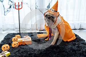 Cute pug dog with halloween costume party at home. Tongue sticking out with funny face