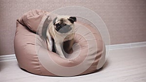 Cute pug dog itches, shakes on a chair bag