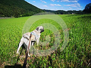 Cute pug dog on a leash in green grass field looking towards the camera