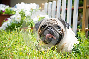 A cute pug dog lies in the garden on the grass.