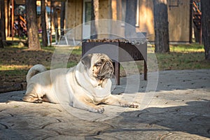 A cute pug dog lies on the ground in a park on the background of a barbecue