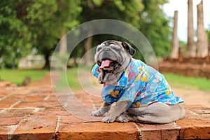 A cute pug dog Long tongue fat dog Healthy dogs in a good mood on a day of travel. Selectable focus