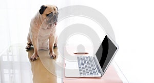 Cute pug dog looking , searching or browsing online the internet , with laptop pc computer screen. Clipping path on notebook