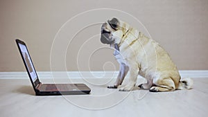 A cute pug dog looks at the screen of a laptop computer, dressed in a butterfly watching a movie, side view