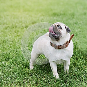 A cute pug dog looks up against a background of green grass.