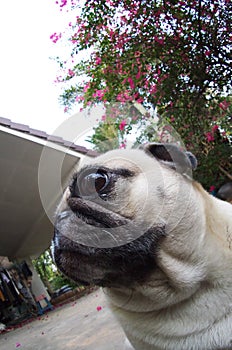 Cute pug dog