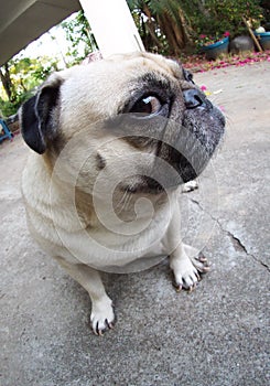 Cute pug dog