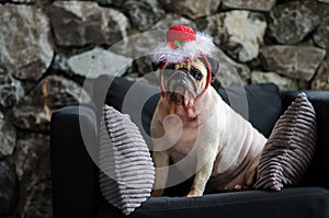 Cute pug dog lying on black sofa with Santa Claus hat