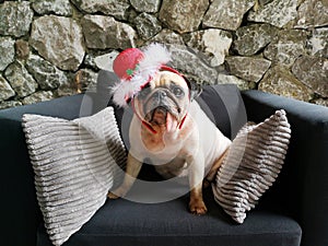 Cute pug dog lying on the black sofa with Santa Claus hat