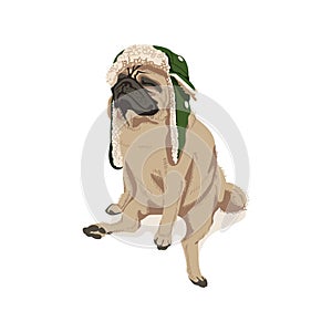 Cute pug dog pet in trapper cap photo