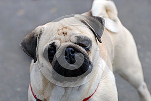 Cute pug dog