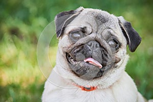 Cute pug dog portrait on green grass background