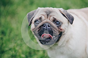 Cute pug dog portrait on green grass background