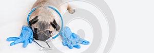 Cute pug dog puppy with gloves and stethoscope on white background, veterinarian doctor, veterinary clinic, banner