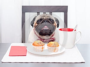 A cute pug dog in a red butterfly with cupcakes and tea.