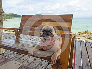 Cute pug dog relaxing, resting, or sleeping at sea beach bench chair, under the bright sun on the pier bridge