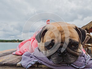 Cute pug dog relaxing, resting,or sleeping at the sea beach, under the cloudy day on the pier bridge wrapped with human cloth