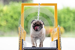 Cute Pug dog running on dog treadmill