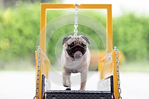 Cute Pug dog running on dog treadmill for exercise diet and healthy