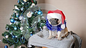 Cute pug dog in Santa Claus hat looking at camera on Christmas tree background. Happy Christmas and new year concept