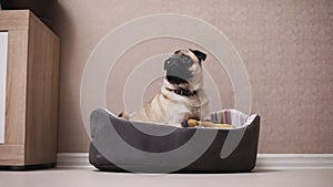 A cute pug dog sit in bed then runs out of the frame