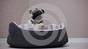 A cute pug dog sit in bed, tired and lazy