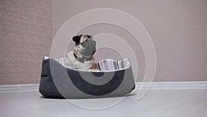 A cute pug dog sit in bed, tired and lazy