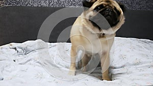 Cute pug dog sit on bed, tired and lazy