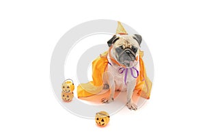 Cute pug dog sit and waiting someone with Happy Halloween day co