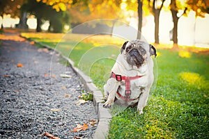 A cute pug dog sits in green grass against the backdrop of an autumn city park