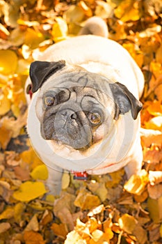 A cute pug dog sits in yellow foliage