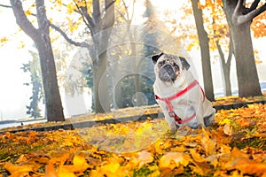 A cute pug dog sits in yellow foliage against the backdrop of an autumn city park