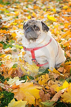 A cute pug dog sits in yellow foliage against the backdrop of an autumn city park