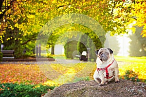 A cute pug dog sits in yellow foliage against the backdrop of an autumn city park