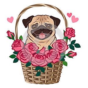 Cute pug dog sitting in a basket of roses vector cartoon illustration isolated on white. Pets, love, friends, thank you, romance,