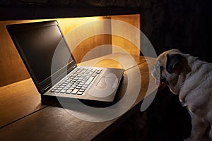 Cute pug dog sitting on chair at home and looking at blank or empty monitor at laptop.