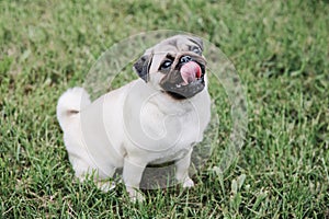 Cute pug dog sitting on green grass background.