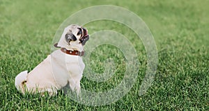 Cute pug dog sitting on a green grass background. Banner