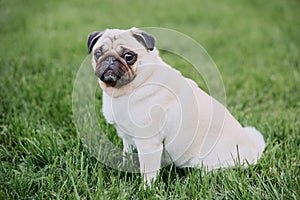 Cute pug dog sitting on a green grass background and looking at the camera