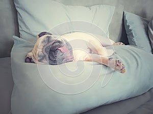 Cute pug dog sleep rest in the bed on pillow and tongue sticking out in the lazy time.Looks sleepy