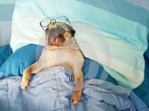 Cute pug dog sleep rest in the bed, wrap with blanket and tongue