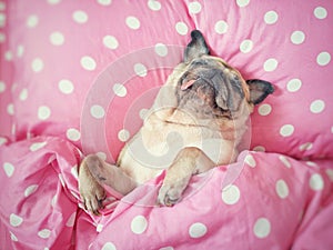 Cute pug dog sleep rest in the bed, wrap with blanket and tongue sticking out in lazy time