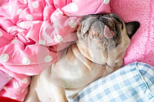 Cute pug dog sleep rest in the bed, wrap with blanket and tongue sticking out in the lazy time