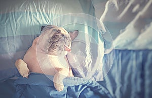 Cute pug dog sleep rest in the bed, wrap with blanket and tongue sticking out in the lazy time