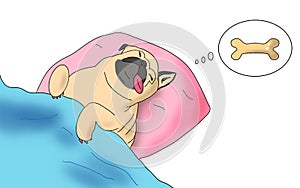 Cute pug dog sleep rest in the bed, wrap with blanket and tongue sticking out in the lazy time and dreaming for the bones