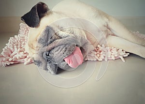 Cute pug dog sleep rest on the floor, over the mat and tongue sticking out in the lazy time